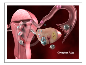 Ovulación y fecundación 3D