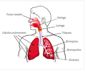pulmones, bronquios y laringe