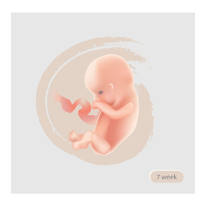 Cómo es un embrión de 7 semanas