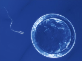 espermatozoide fecundando