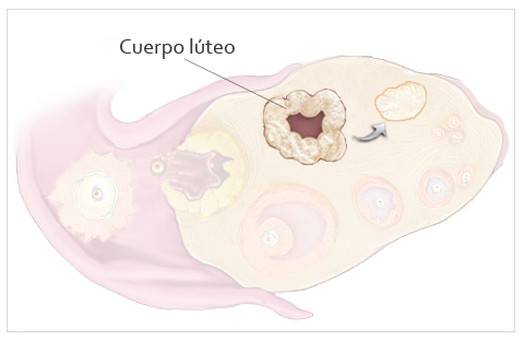 fase lutea ovulación