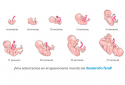 Desarrollo feto semana a semana: desde la 1º a la semana 42