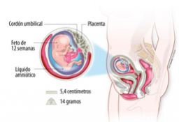 Semana 12 de embarazo: ¿bebé con pliegue nucal aumentado?