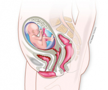 Semana 20 de embarazo: pruebas, cambios en madre y bebé