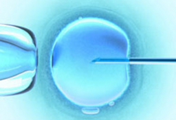 Fecundación In Vitro