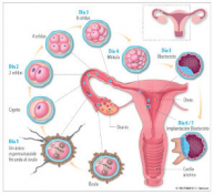 Desarrollo embrión semana 4 embarazo: blastocisto