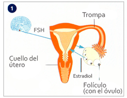 Primera mitad del ciclo