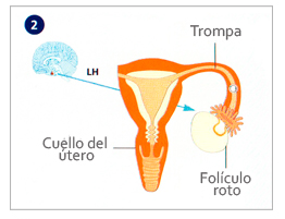 Parte media del ciclo