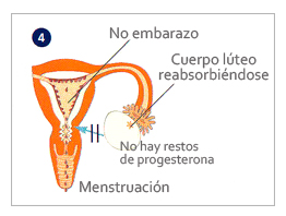 Segunda mitad del ciclo