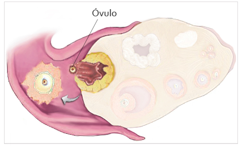 feto semana 1 ovulo