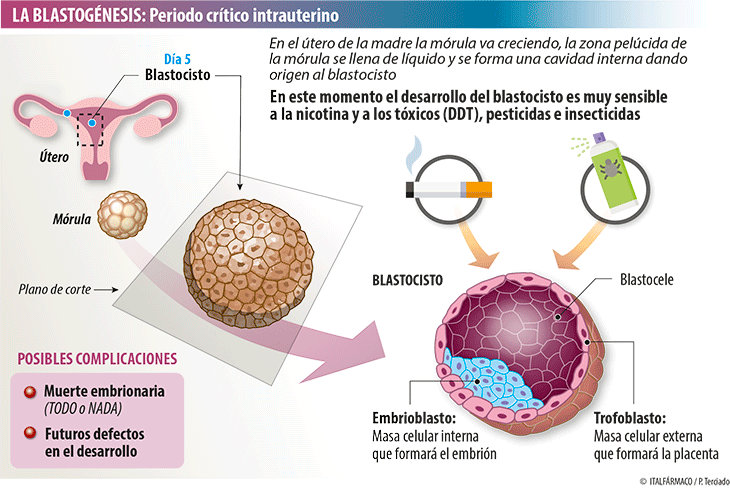 Blastocisto y tóxicos