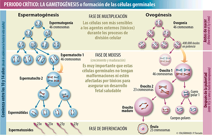 Qué es la gametogénesis