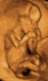 Desarrollo del feto semana 16