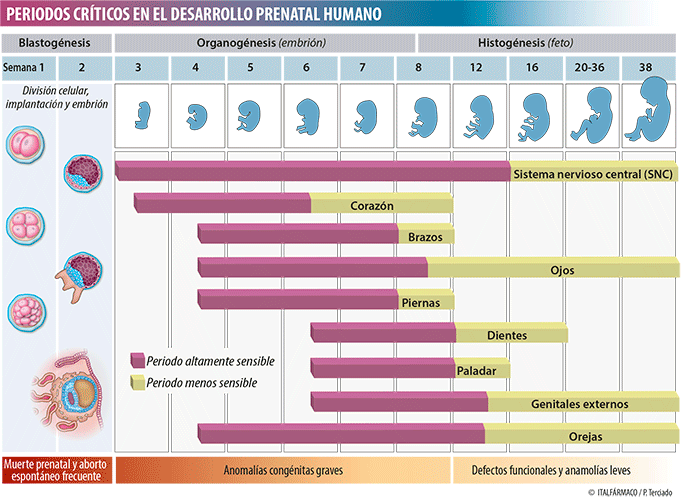 Periodos críticos del desarrollo del feto