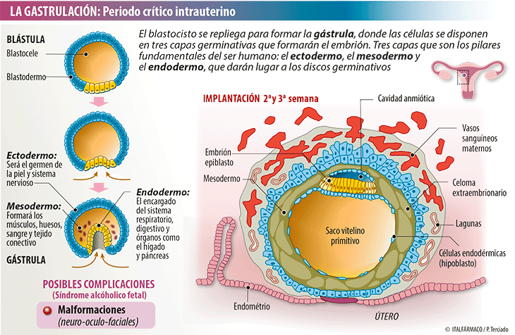 Grástrula y tóxicos