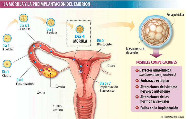 Mórula y preimplantación del ovocito