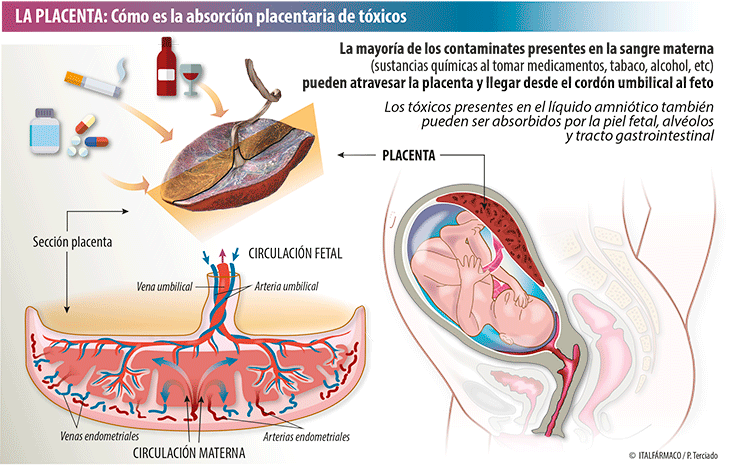 La placenta y el bebé