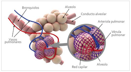 Alveolo capilar