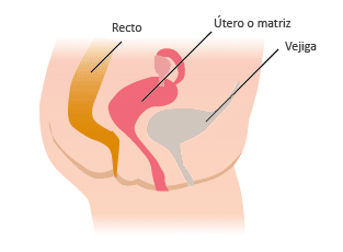 anatomia femenina