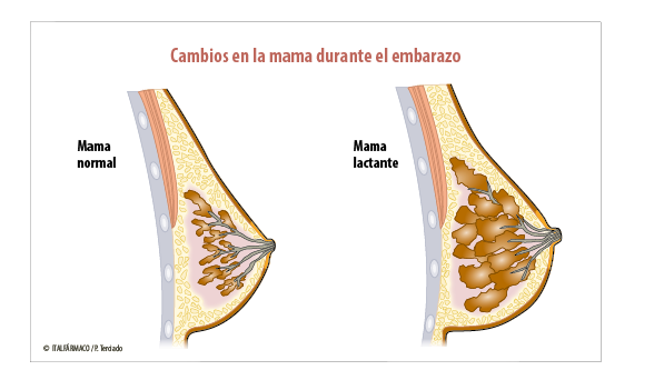 Cambios fisiológicos de la mama embarazo