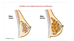 Pecho aumenta volumen en el embarazo: infografía, dibujo