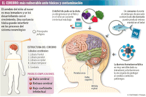 Cerebro del niño: absorción de tóxicos por la piel