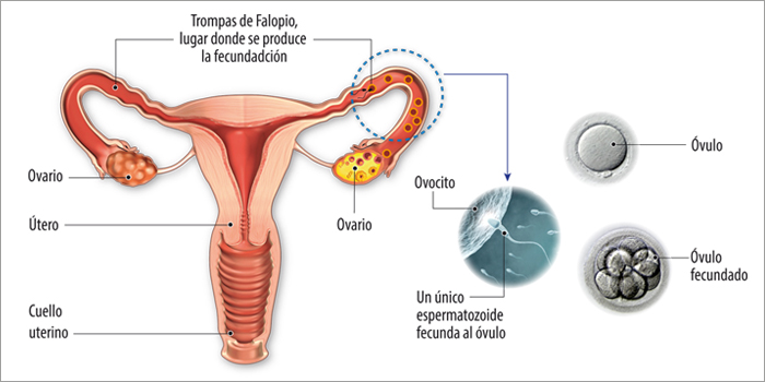 Ciclo Mujer