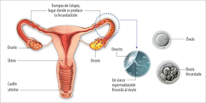 Fases del ciclo de la mujer