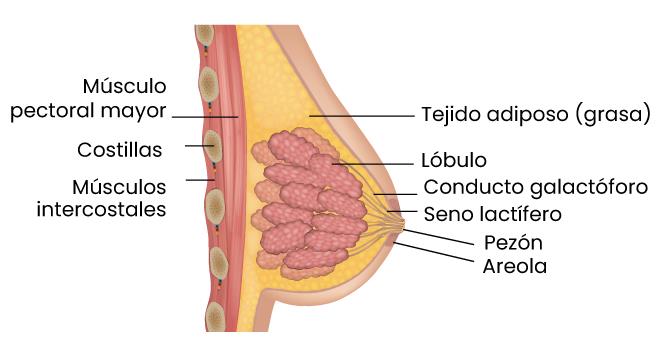 Así es el pecho de la mujer