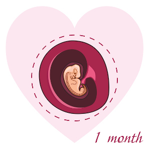 Cómo es un embrión de 6 semanas: desarrollo de los órganos