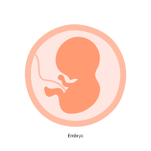 Desarrollo del embrión semana 6