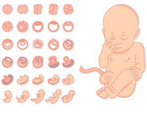 Desarrollo fetal