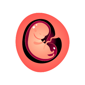 Museo Guggenheim vacío veneno Desarrollo feto semana 10: Órganos principales en su sitio - Natalben