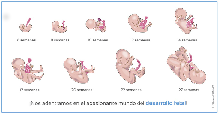 virar Incitar foso Descubre el desarrollo fetal: de la semana 1 a la 42 - Natalben