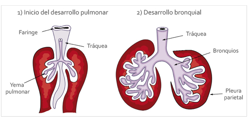 La asimetría bronquial