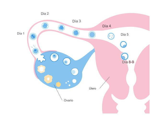 El embarazo a los siete días