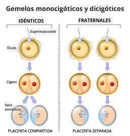 embarazo de gemelos y mellizos