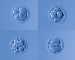 Embarazada FIV: síntomas de gestación y tratamiento