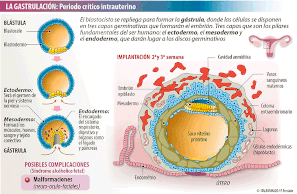 Tóxicos en los gametos: fase de gastrulación