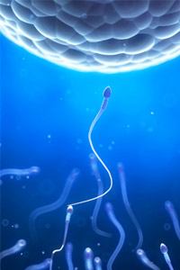 desarrollo espermatozoide