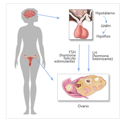 fsh esquema