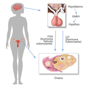 Esquema FSH ovulación