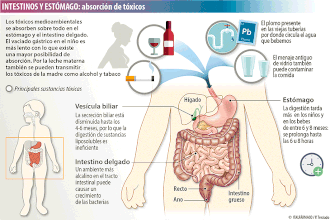 Tóxicos que llegan al bebé por el aparato digestivo