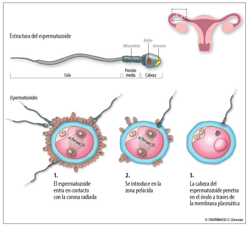 https://www.natalben.com/sites/default/files/inline-images/fecundacion.jpg