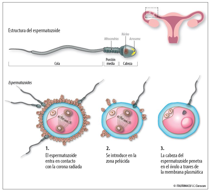 Los espermatozoides se acercan al óvulo