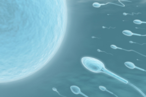 Esperma fecundando el óvulo