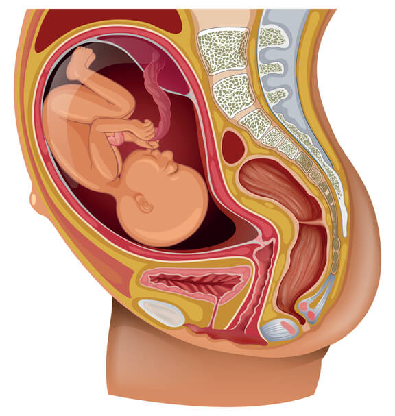 Desarrollo fetal semana a semana