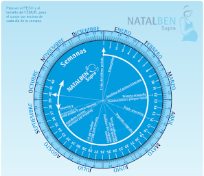 Gestograma o calculadora de las semanas de embarazo