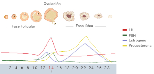 gráfica ovulación