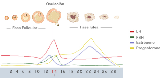 Fase folicular síntomas